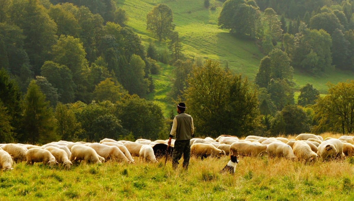 Shepherd with sheep