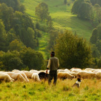 Shepherd with sheep